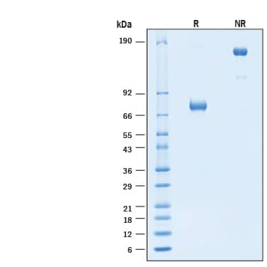 2 μg/lane of Recombinant Human PD‑L2/B7‑DC Fc Chimera Alexa Fluor® 647 Protein (Catalog # AFR1224) was resolved with SDS-PAGE under reducing (R) and non-reducing (NR) conditions and visualized by Coomassie® Blue staining, showing bands at 70-80 kDa and 140-160 kDa, respectively.