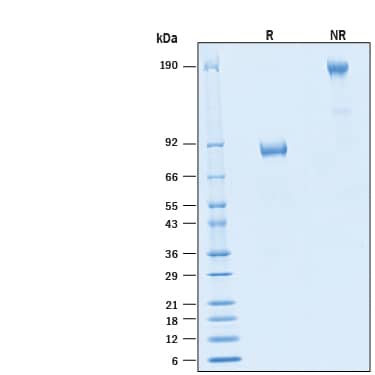 2 μg/lane of Recombinant Human B7‑H2 Fc Chimera Alexa Fluor® 647 Protein (Catalog # AFR165) was resolved with SDS-PAGE under reducing (R) and non-reducing (NR) conditions and visualized by Coomassie® Blue staining, showing bands at 80-90 kDa and 160-180 kDa, respectively.