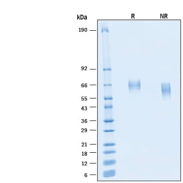 2 μg/lane of Recombinant Human CD155/PVR His-tag Alexa Fluor® 647 Protein (Catalog # AFR2530) was resolved with SDS-PAGE under reducing (R) and non-reducing (NR) conditions and visualized by Coomassie® Blue staining, showing bands at 60-70 kDa.