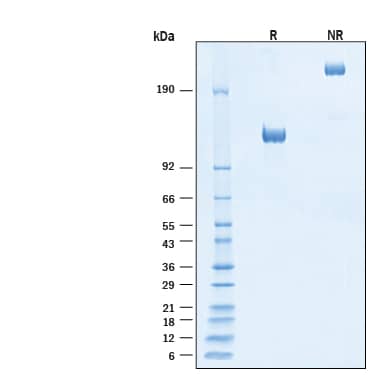 2 μg/lane of Recombinant Human EGFR Fc Chimera Alexa Fluor® 647 Protein (Catalog # AFR344) was resolved with SDS-PAGE under reducing (R) and non-reducing (NR) conditions and visualized by Coomassie® Blue staining, showing bands at 118-134 kDa and 236-268 kDa, respectively.