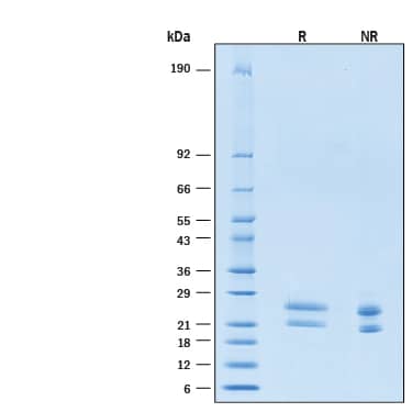 SDS-Page GITR Ligand/TNFSF18 [Alexa Fluor 647]