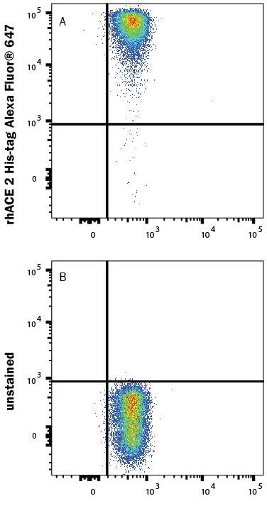 Streptavidin beads conjugated to Biotinylated Recombinant SARS-CoV-2 Spike RBD Fc Chimera Avi-tag (Catalog # AVI10499) were stained with (A) Recombinant Human ACE 2 His-tag Alexa Fluor® 647 Protein (Catalog # AFR933) or (B) unstained.