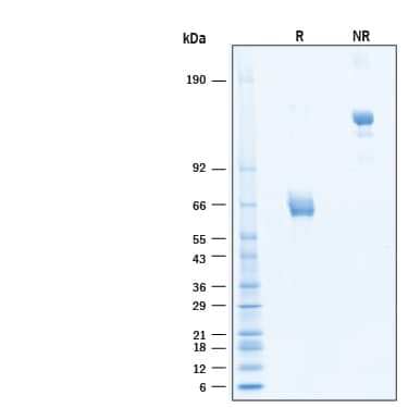 2 μg/lane of Recombinant Human EpCAM/TROP‑1 Fc Chimera Alexa Fluor® 647 Protein (Catalog # AFR960) was resolved with SDS-PAGE under reducing (R) and non-reducing (NR) conditions and visualized by Coomassie® Blue staining, showing bands at 60-70- kDa and 120-140 kDa, respectively.