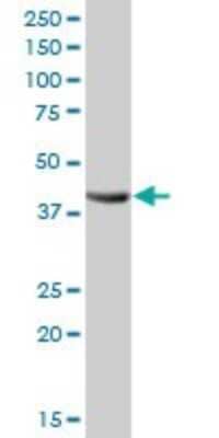 Western Blot: alcohol dehydrogenase 4 Antibody [H00000127-B01P] - Analysis of ADH4 expression in human liver.