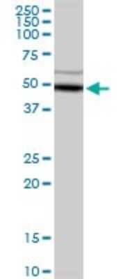 Western Blot: alcohol dehydrogenase 5 Antibody [H00000128-D01P] - Analysis of ADH5 expression in mouse kidney.