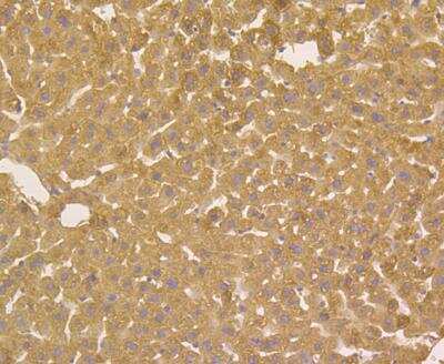 Immunohistochemistry: alpha 1-Acid Glycoprotein Antibody (A2-B10) [NBP2-76901] - Immunohistochemical analysis of paraffin-embedded mouse liver tissue using anti- Alpha-1-acid glycoprotein antibody. Counter stained with hematoxylin.