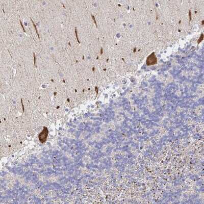 Immunohistochemistry: alpha 1 Mannosidase 1A Antibody [NBP2-37938] - Staining of human cerebellum shows strong cytoplasmic positivity in Purkinje cells.