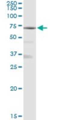 Western Blot alpha 1 Mannosidase 1A Antibody - Azide and BSA Free