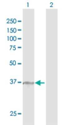 Western Blot alpha 1 Mannosidase 1A Antibody - Azide and BSA Free