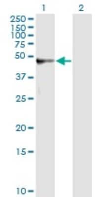 Western Blot: alpha 1-Microglobulin Antibody (3F1) [H00000259-M01] - Analysis of AMBP expression in transfected 293T cell line by AMBP monoclonal antibody (M01), clone 3F1.Lane 1: AMBP transfected lysate(39 KDa).Lane 2: Non-transfected lysate.