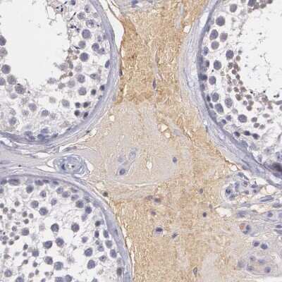 Immunohistochemistry-Paraffin: alpha 1-Microglobulin Antibody [NBP1-87958] - Staining of human testis shows weak positivity in plasma.