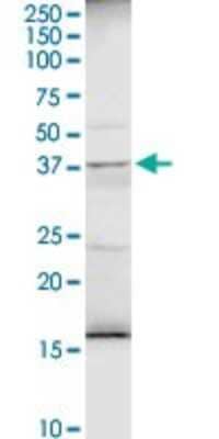 Western Blot: alpha 1-Microglobulin Antibody [H00000259-D01P] - Analysis of AMBP expression in PC-12.
