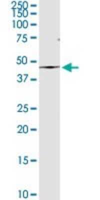 Western Blot: alpha 1-Microglobulin Antibody [H00000259-D01P] - Analysis of AMBP expression in MCF-7.
