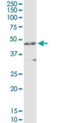 Western Blot: alpha 1-Microglobulin Antibody [H00000259-D01P] - Analysis of AMBP expression in human liver.