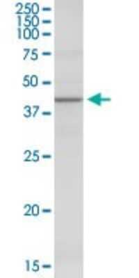Western Blot: alpha 1-Microglobulin Antibody [H00000259-D01P] - Analysis of AMBP expression in mouse testis.