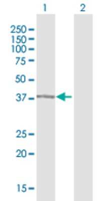 Western Blot: alpha 1-Microglobulin Antibody [H00000259-D01P] - Analysis of AMBP expression in transfected 293T cell line by AMBP polyclonal antibody.Lane 1: AMBP transfected lysate(39.00 KDa).Lane 2: Non-transfected lysate.