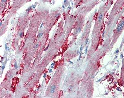 Immunohistochemistry-Paraffin alpha-1A Adrenergic R/ADRA1A Antibody