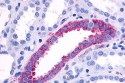 Immunohistochemistry-Paraffin: alpha-1B Adrenergic R/ADRA1B Antibody [NLS698] - Anti-ADRA1B antibody IHC of human kidney, collecting duct. Immunohistochemistry of formalin-fixed, paraffin-embedded tissue after heat-induced antigen retrieval.