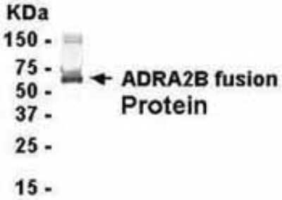Western Blot: alpha-1B Adrenergic R/ADRA1B Antibody [NB120-15851] - E coli-derived fusion protein as test antigen. Affinity-purified IgY dilution: 1:2000, Goat anti-IgY-HRP dilution: 1:1000. Colorimetric method for signal development. ( anti-ADRA2B )