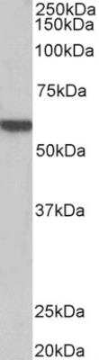Western Blot: alpha-1B Adrenergic R/ADRA1B Antibody [NBP2-26181] - Pig Heart lysate (35 ug protein in RIPA buffer). Primary incubation was 1 hour. Detected by chemiluminescence.