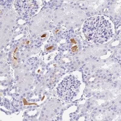 Immunohistochemistry-Paraffin: alpha 1B-Glycoprotein Antibody [NBP2-33419] - Staining of human kidney shows positivity in plasma.