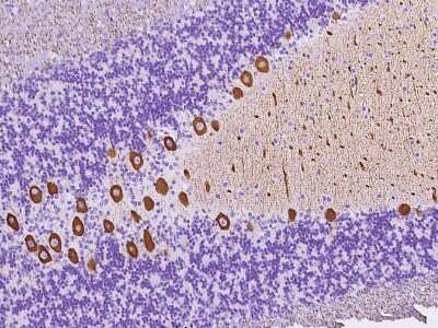 Immunohistochemistry-Paraffin: alpha-2B Adrenergic R/ADRA2B Antibody [NBP2-97424] - Staining of human alpha-2B Adrenergic R/ADRA2B in cynomolgus cerebellum with rabbit polyclonal antibody at 1:200 dilution.
