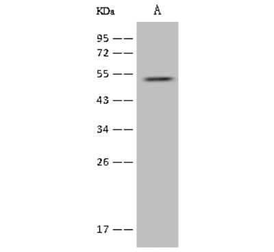 Western Blot: alpha-2B Adrenergic R/ADRA2B Antibody [NBP2-97424] - Anti-alpha-2B Adrenergic R/ADRA2B rabbit polyclonal antibody at 1:500 dilution. Lane A: U-251 MG Whole Cell Lysate. Lysates/proteins at 30 ug per lane. Secondary Goat Anti-Rabbit IgG (H+L)/HRP at 1/10000 dilution. Developed using the ECL technique. Performed under reducing conditions. Predicted band size: 50 kDa. Observed band size: 54 kDa