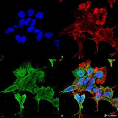 Immunocytochemistry/Immunofluorescence: alpha-2C Adrenergic R/ADRA2C Antibody (S330A-80) [NBP2-22397] - Immunocytochemistry/Immunofluorescence analysis using Mouse Anti-Alpha-2C Adrenergic Receptor Monoclonal Antibody, Clone S330A-80 (NBP2-22397). Tissue: Neuroblastoma cell line (SK-N-BE). Species: Human. Fixation: 4% Formaldehyde for 15 min at RT. Primary Antibody: Mouse Anti-Alpha-2C Adrenergic Receptor Monoclonal Antibody (NBP2-22397) at 1:100 for 60 min at RT. Secondary Antibody: Goat Anti-Mouse ATTO 488 at 1:100 for 60 min at RT. Counterstain: Phalloidin Texas Red F-Actin stain; DAPI (blue) nuclear stain at 1:1000, 1:5000 for 60min RT, 5min RT. Localization: Cell Membrane, Nucleus. Magnification: 60X. (A) DAPI (blue) nuclear stain. (B) Phalloidin Texas Red F-Actin stain. (C) Alpha-2C Adrenergic Receptor Antibody. (D) Composite.