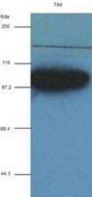 Western Blot: alpha-Actinin 1 Antibody (OTI7A4) - Azide and BSA Free [NBP2-70078] - Alpha Actinin 1 antibody (7A4) at 1:2000 + recombinant human Alpha Actinin 1.