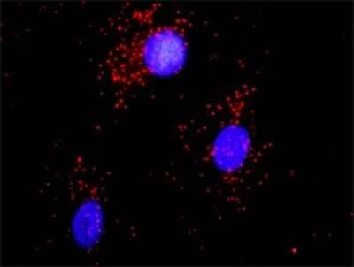 Proximity Ligation Assay: alpha-Actinin 1 Antibody [H00000087-D01P] - Analysis of protein-protein interactions between ACTN1 and CAMK2A. HeLa cells were stained with anti-ACTN1 rabbit purified polyclonal 1:1200 and anti-CAMK2A mouse monoclonal antibody 1:50. Each red dot represents the detection of protein-protein interaction complex, and nuclei were counterstained with DAPI (blue).