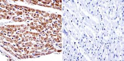 Immunohistochemistry-Paraffin: alpha Adaptin Antibody (AC1-M11) [NB300-721] - Immunohistochemistry on deparaffinized human heart tissue