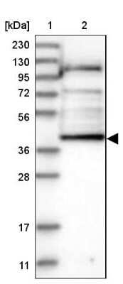 Western Blot: alpha-Aminoadipate Aminotransferase Antibody [NBP1-89627] - Lane 1: Marker  [kDa] 230, 130, 95, 72, 56, 36, 28, 17, 11.  Lane 2: Human cell line RT-8