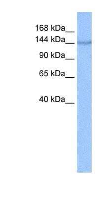 Western Blot: alpha COP I Antibody [NBP1-59297] - Hela cell lysate, concentration 0.2-1 ug/ml.