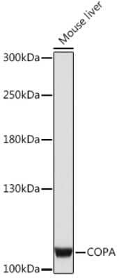 Western Blot: alpha COP I Antibody [NBP3-15490] - Western blot analysis of extracts of Mouse liver, using alpha COP I Rabbit pAb (NBP3-15490) at 1:1000 dilution. Secondary antibody: HRP Goat Anti-Rabbit IgG (H+L) at 1:10000 dilution. Lysates/proteins: 25ug per lane. Blocking buffer: 3% nonfat dry milk in TBST. Detection: ECL Enhanced Kit. Exposure time: 180s.