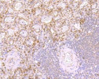 Immunohistochemistry-Paraffin: alpha-Defensin 1 Antibody (2D2) [NBP2-75406] - Analysis of paraffin-embedded human spleen tissue using anti-HNP-1 antibody. Counter stained with hematoxylin.
