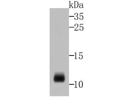 Western Blot: alpha-Defensin 1 Antibody (2D2) [NBP2-75406] - Analysis of HNP-1 on rat spleen tissue lysates using anti-HNP-1 antibody at 1/500 dilution.