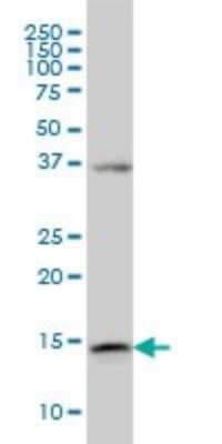 Western Blot: alpha Endosulfine Antibody (1H7) [H00002029-M02] - ENSA monoclonal antibody (M02), clone 1H7 Analysis of ENSA expression in K-562.