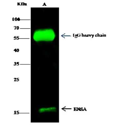 Immunoprecipitation: alpha Endosulfine Antibody [NBP3-00273] - alpha Endosulfine was immunoprecipitated using: Lane A: 0.5 mg A549 Whole Cell Lysate. 2 ul anti-alpha Endosulfine rabbit polyclonal antibody and 15 ul of 50 % Protein G agarose. Primary antibody: Anti-alpha Endosulfine rabbit polyclonal antibody, at 1:200 dilution. Secondary antibody: Dylight 800-labeled antibody to rabbit IgG (H+L), at 1:5000 dilution. Developed using the Odyssey technique. Performed under reducing conditions. Predicted band size: 13 kDa. Observed band size: 15 kDa