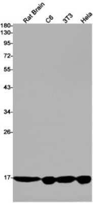 Western Blot alpha Endosulfine Antibody (S08-1G6)