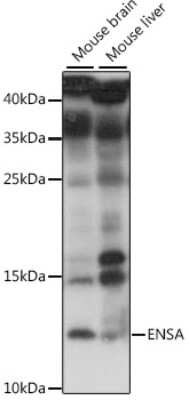 Western Blot: alpha Endosulfine Antibody [NBP2-92259] - Analysis of extracts of various cell lines, using alpha Endosulfine at 1:1000 dilution.Secondary antibody: HRP Goat Anti-Rabbit IgG (H+L) at 1:10000 dilution.Lysates/proteins: 25ug per lane.Blocking buffer: 3% nonfat dry milk in TBST.Detection: ECL Basic Kit .Exposure time: 10s.