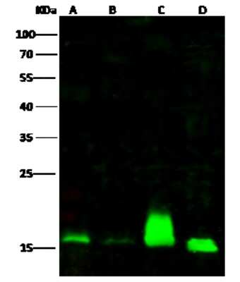 Western Blot alpha Endosulfine Antibody