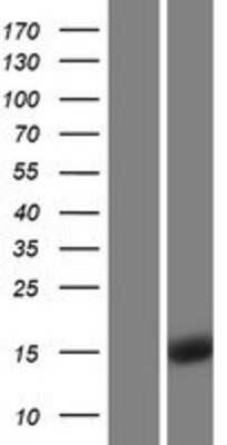 Western Blot alpha Endosulfine Overexpression Lysate