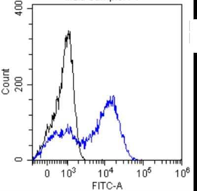 Flow Cytometry: alpha-Fetoprotein/AFP Antibody (AF5) [NBP2-82221] - HepG2 cells were stained with unimmunized rabbit IgG antibody (black line) or the rabbit-chimeric version of  ([NBP2-82221], blue line) at a concentration of 10 ug/ml for 30 mins at RT. After washing, bound antibody was detected using an anti-rabbit IgG JK (FITC-conjugate) antibody at 2 ug/ml and cells analyzed on a FACSCanto flow-cytometer.