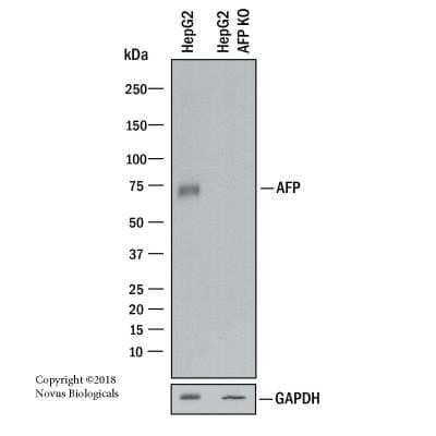 Knockout Validated: alpha-Fetoprotein/AFP Antibody (C3) - Azide and BSA Free [NBP2-34577] - Western blot shows lysates of HepG2 human liver carcinoma cells parental cell line and AFP knockout (KO) HepG2 cell line. PVDF membrane was probed with 1.0 ug/mL of Mouse Anti-Human AFP Monoclonal Antibody (Catalog # NBP2-32914) followed by HRP-conjugated Anti-Mouse IgG Secondary Antibody (Catalog #HAF018). Specific band was detected for AFP at approximately 74 kDa (as indicated) in the parental HepG2 cell line, but is not detectable in the knockout HepG2 cell line. This experiment was conducted under reducing conditions.