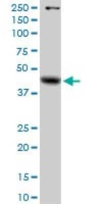 Western Blot: alpha-Galactosidase A/GLA Antibody [H00002717-D01P] - Analysis of GLA expression in HeLa.
