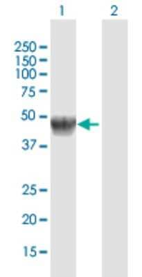 Western Blot: alpha-Galactosidase A/GLA Antibody [H00002717-D01P] - Analysis of GLA expression in transfected 293T cell line by GLA polyclonal antibody.Lane 1: GLA transfected lysate(48.80 KDa).Lane 2: Non-transfected lysate.