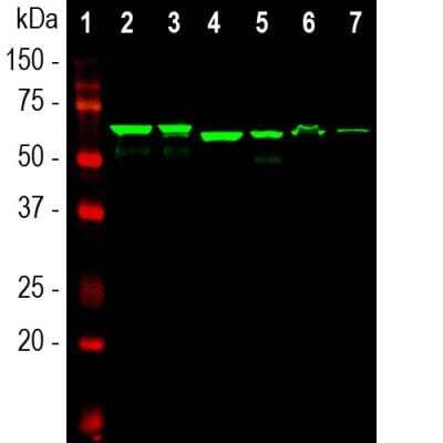 Western Blot: alpha-Internexin Antibody (1D2) [NB300-216] - Analysis of different tissue lysates using alpha-Internexin antibody, dilution 1:10,000 (Green): [1] protein standard, [2] rat brain, [3] rat spinal cord, [4] mouse brain, [5] mouse spinal cord, [6] pig spinal cord and [7] cow spinal cord. The alpha-Internexin antibody reveals the alpha-internexin protein with apparent molecular weight of 64 to 66 kDa with slight variability among species.