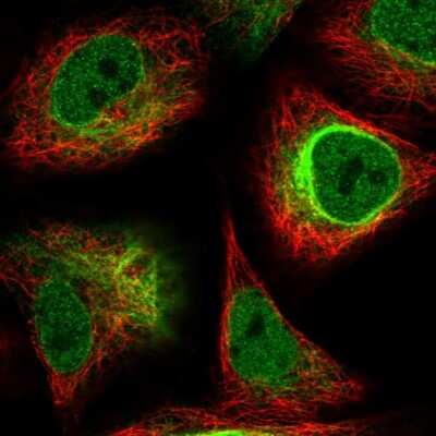 Immunocytochemistry/ Immunofluorescence alpha-Internexin Antibody - BSA Free