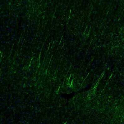 Immunohistochemistry-Paraffin alpha-Internexin Antibody - BSA Free