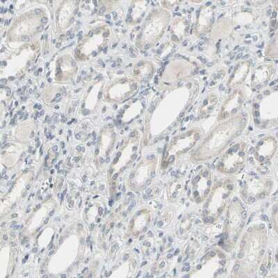 Immunohistochemistry-Paraffin alpha-Internexin Antibody - BSA Free